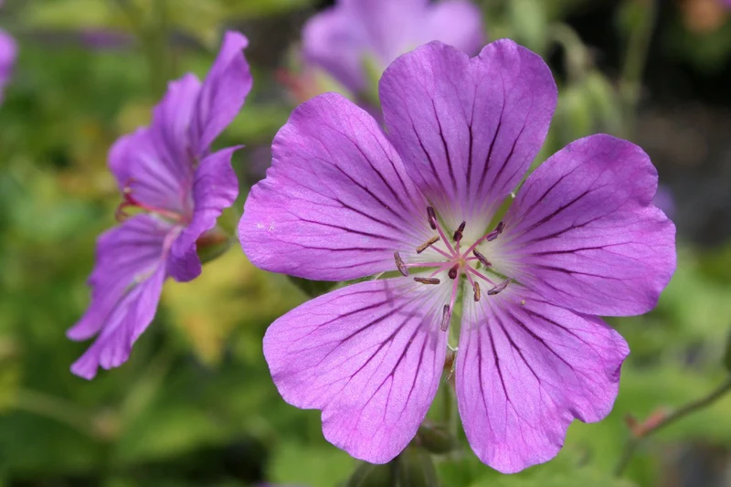 Geranium x gracile 'Sirak' (Garten-Storchschnabel)