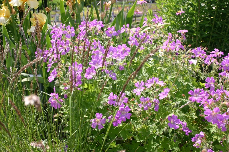 Geranium x gracile 'Sirak' (Garten-Storchschnabel)