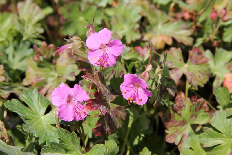 Geranium x cantabrigiense 'Berggarten' (Cambridge-Storchschnabel)