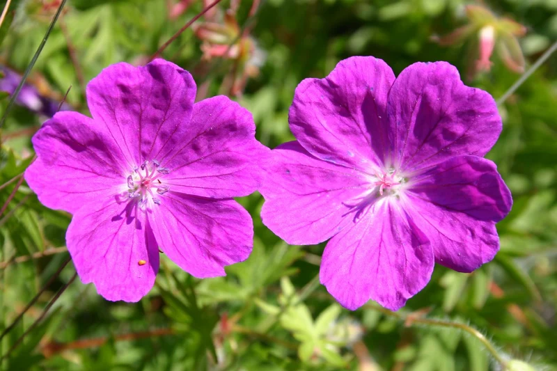 Geranium sanguineum 'Max Frei' (Garten-Blut-Storchschnabel)
