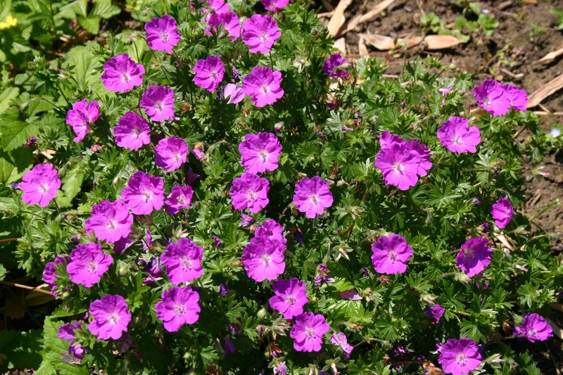 Geranium sanguineum 'Max Frei' (Garten-Blut-Storchschnabel)
