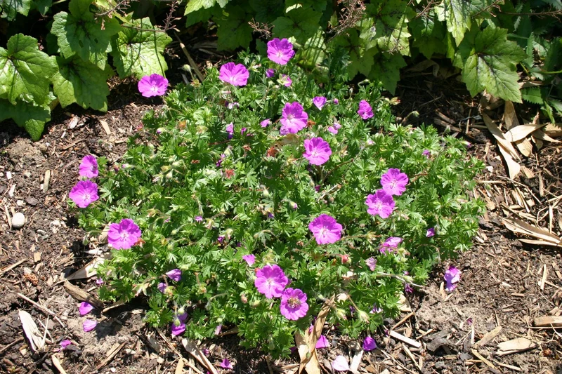 Geranium sanguineum 'Max Frei' (Garten-Blut-Storchschnabel)