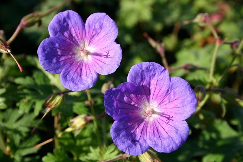 Geranium himalayense 'Gravetye' (Himalaya-Storchschnabel)