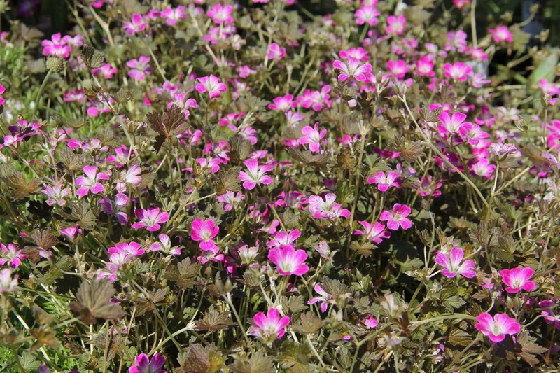 Geranium 'Orkney Cherry' ® (Storchschnabel)
