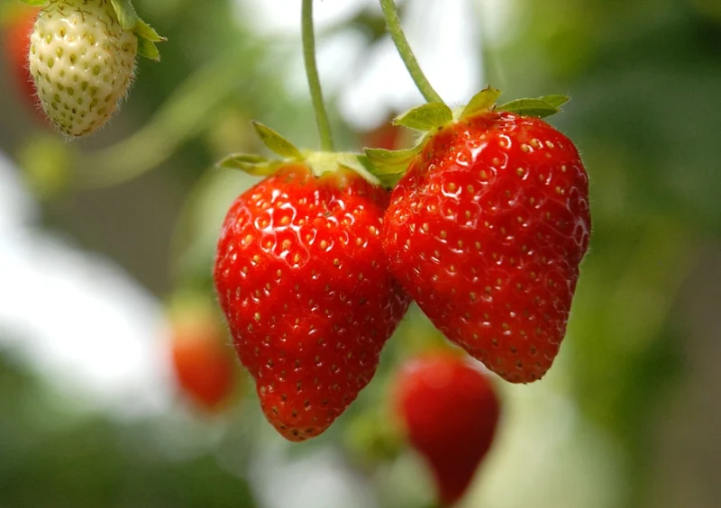Fragaria vesca 'Ostara' (Garten-Monats-Erdbeere)