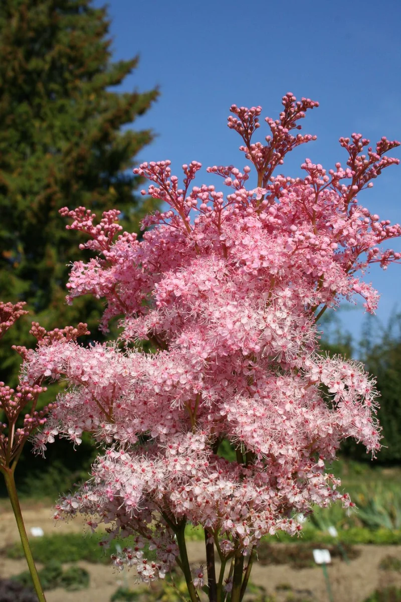 Filipendula rubra 'Venusta' (Garten-Mädesüß)