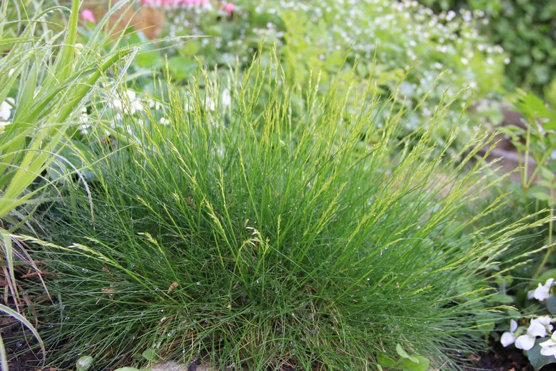 Festuca gautieri (Bärenfell-Schwingel)