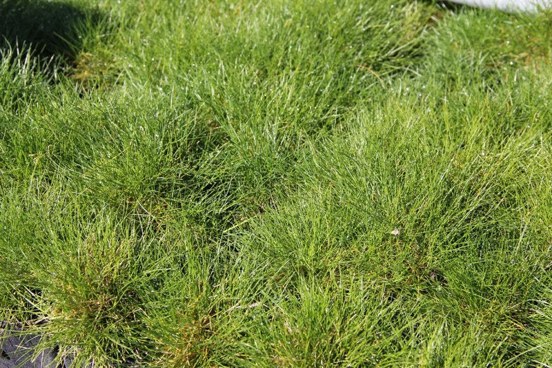 Festuca gautieri (Bärenfell-Schwingel)