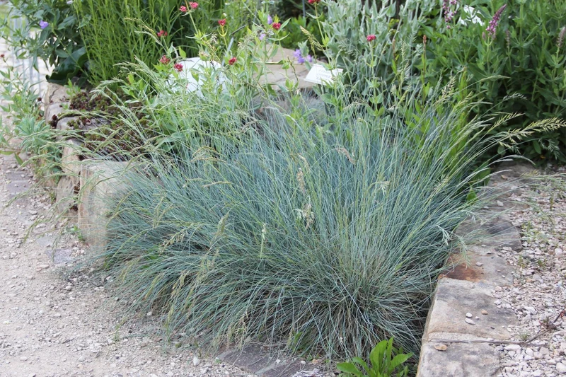Festuca cinerea 'Azurit' (Blau-Schwingel)