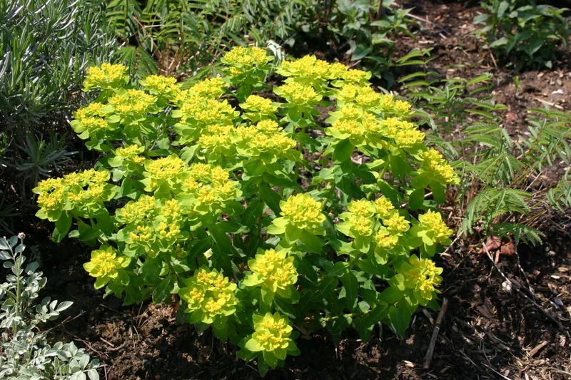 Euphorbia polychroma (Gold-Wolfsmilch)