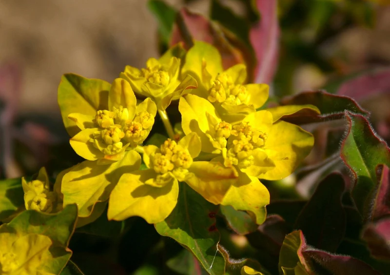 Euphorbia polychroma 'Purpurea' (Braunrotblättrige Garten-Wolfsmilch)