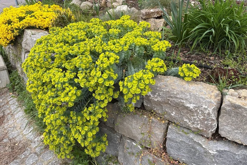 Euphorbia myrsinites (Walzen-Wolfsmilch)