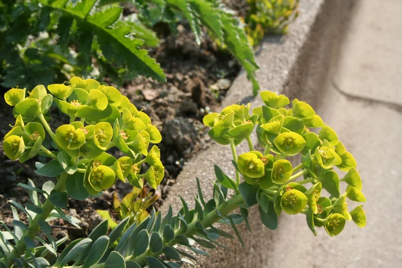 Euphorbia myrsinites (Walzen-Wolfsmilch)