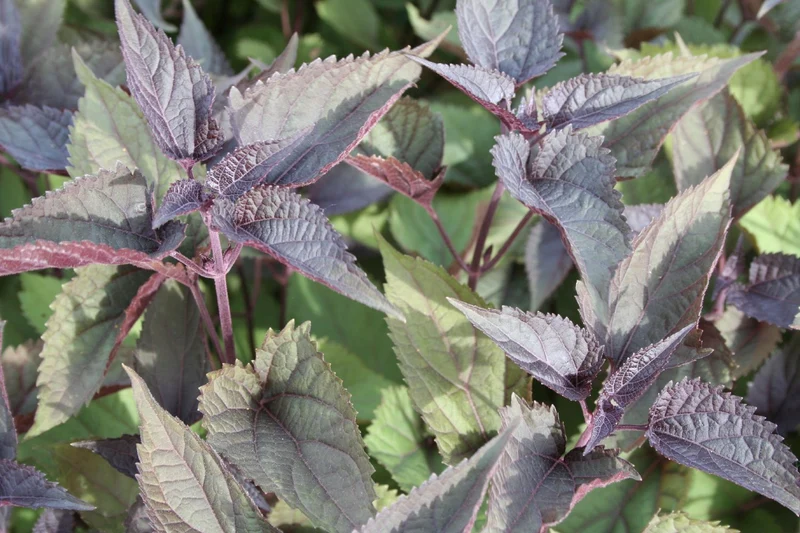 Eupatorium rugosum 'Chocolate' (Braunblättriger Garten-Wasserdost)
