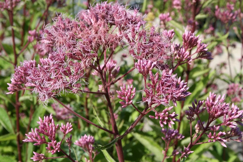 Eupatorium fistulosum 'Atropurpureum' (Großer Garten-Wasserdost)