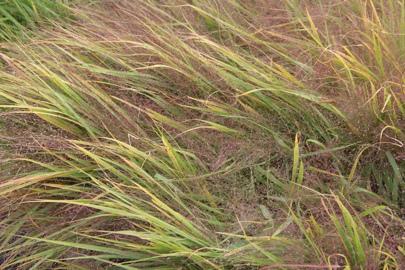 Eragrostis spectabilis (Purpur-Liebesgras)