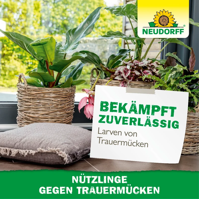 Nützlinge gegen Trauermücken