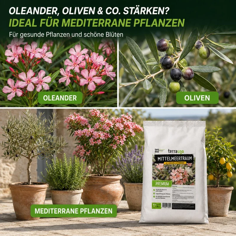 Mittelmeertraum - Oleander & Olivendünger