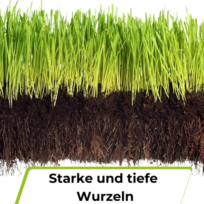 Rasensamen - Nachsaat, Reparatur und Neuanlage