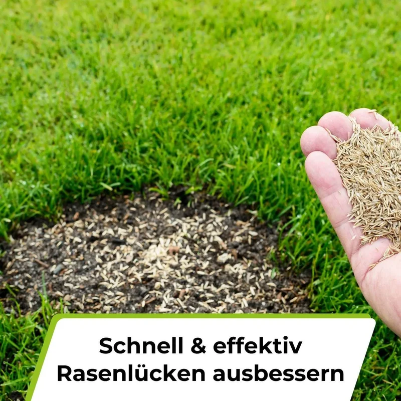 Rasensamen - Nachsaat, Reparatur und Neuanlage