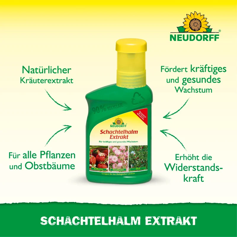 Schachtelhalm Extrakt