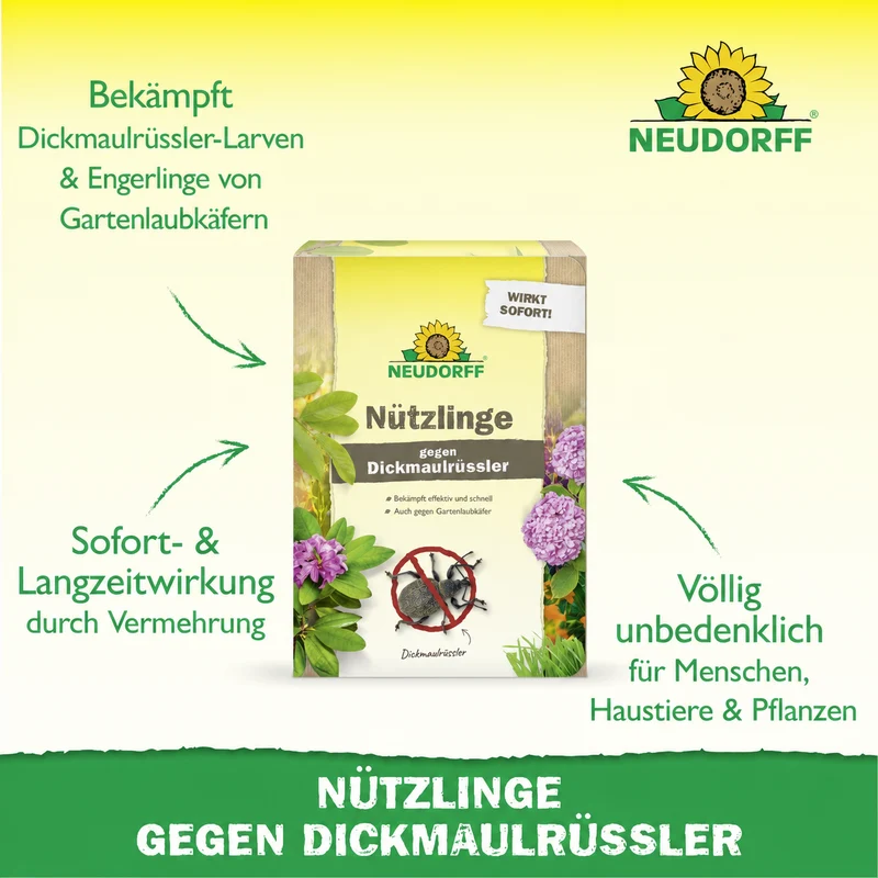 Nützlinge gegen Dickmaulrüssler