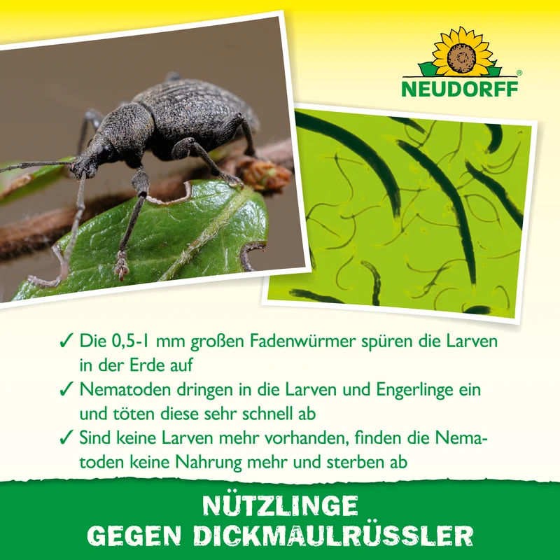 Nützlinge gegen Dickmaulrüssler