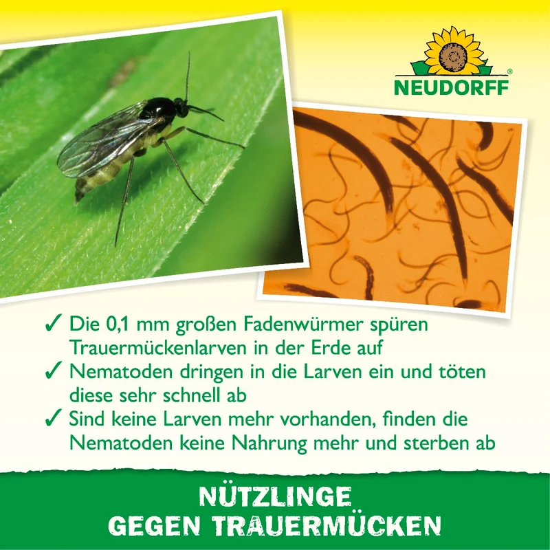 Nützlinge gegen Trauermücken