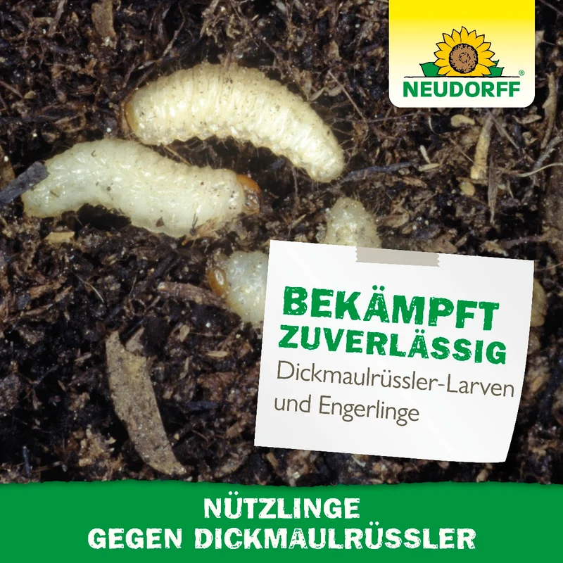 Nützlinge gegen Dickmaulrüssler
