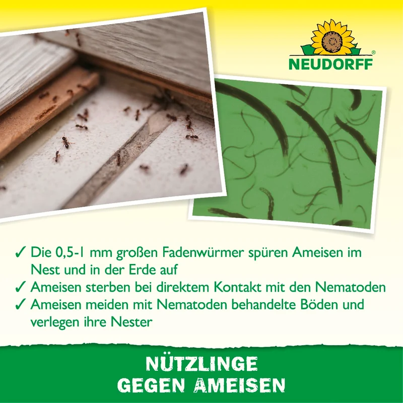 Nützlinge gegen Ameisen
