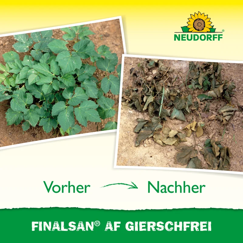 Finalsan AF GierschFrei