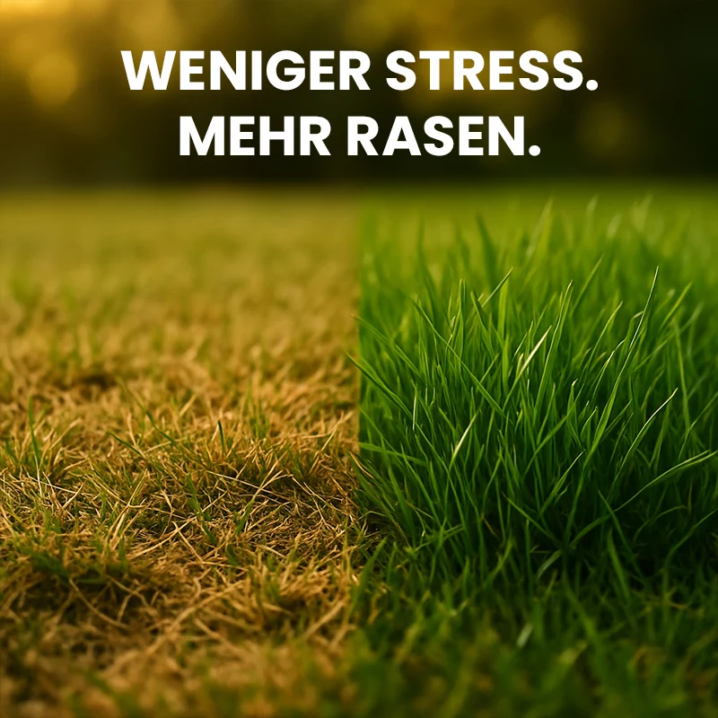Evergreen Rasensamen – Trockenresistent (über RSM Qualität)
