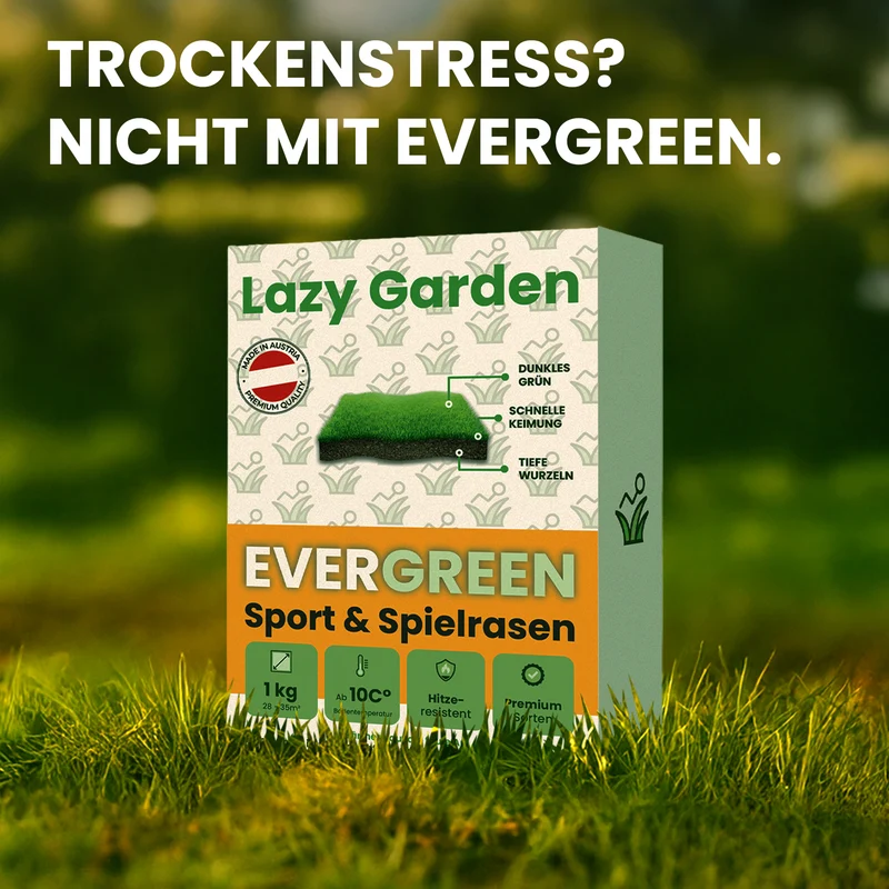 Evergreen Rasensamen – Trockenresistent (über RSM Qualität)