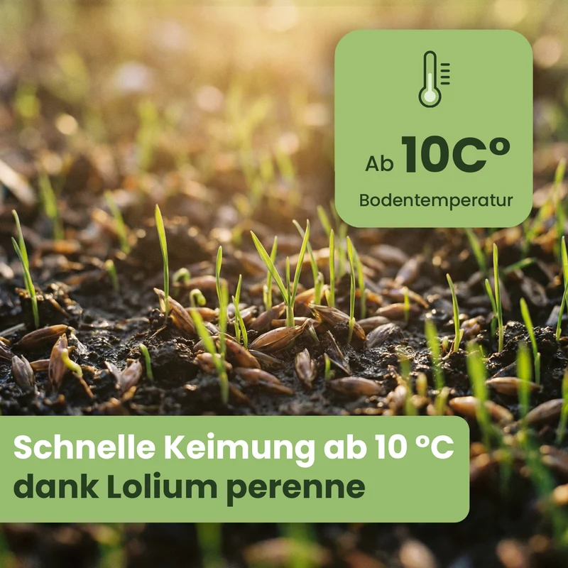 Evergreen Rasensamen – Trockenresistent (über RSM Qualität)