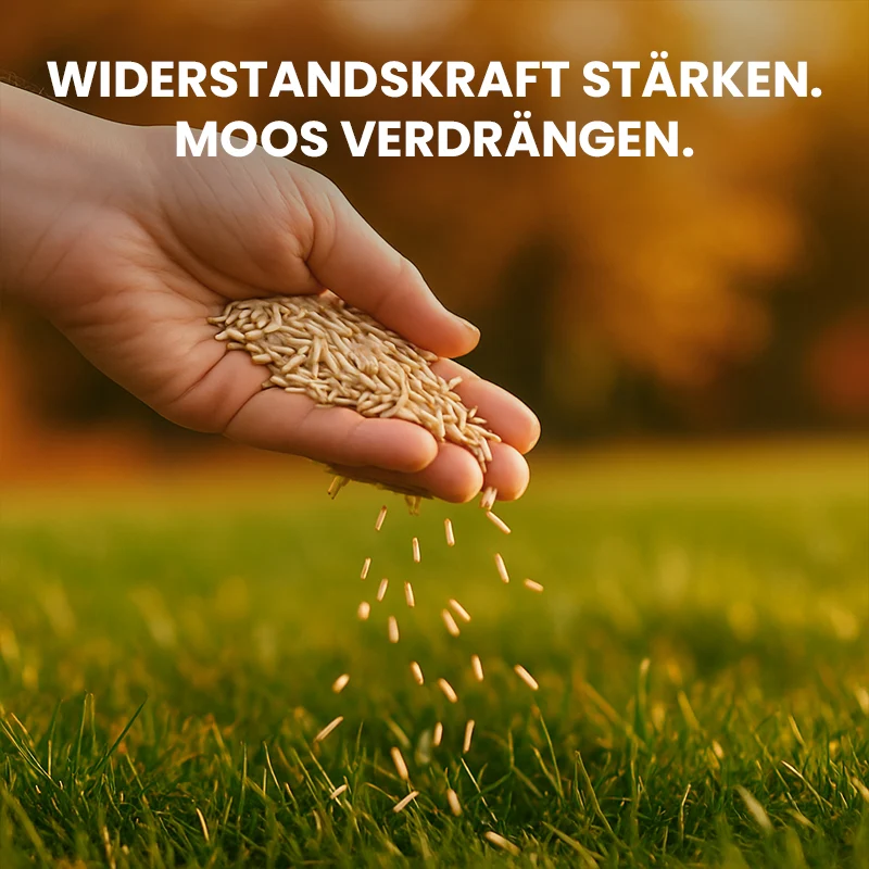 DCM Rasendünger Herbst 8-4-15 (+2% MgO, 0,1% Fe)