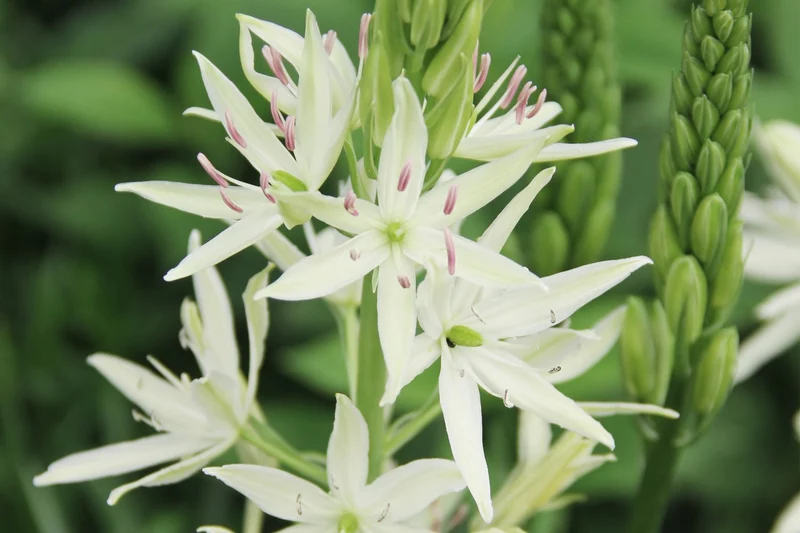 Camassia leichtlinii 'Alba' (Leichtlins Prärielilie)