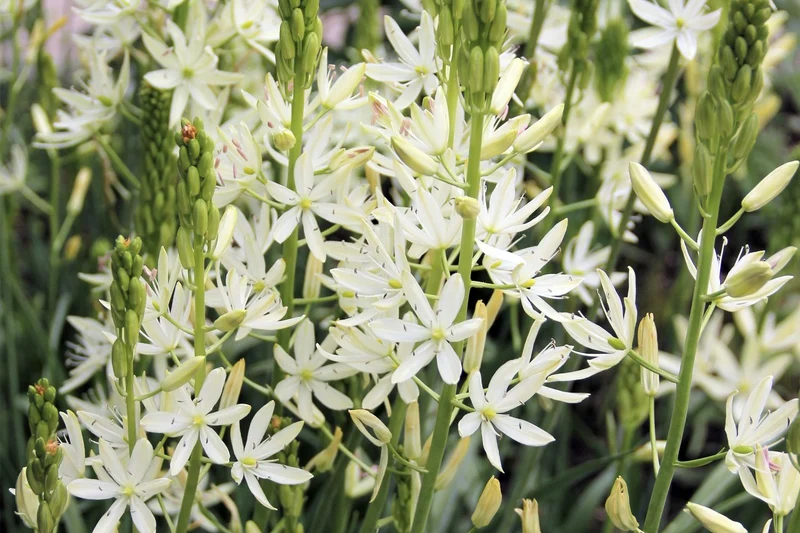 Camassia leichtlinii 'Alba' (Leichtlins Prärielilie)