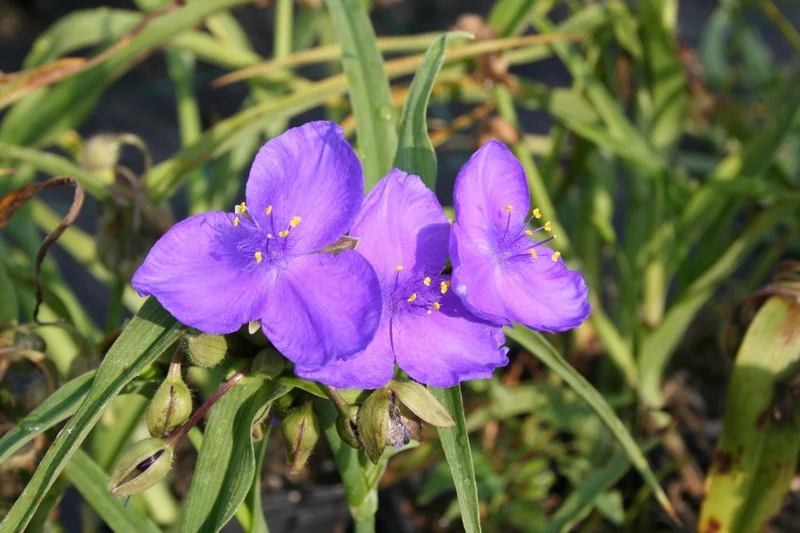 Tradescantia x anders. 'Zwanenburg Blue' (Dreimasterblume)