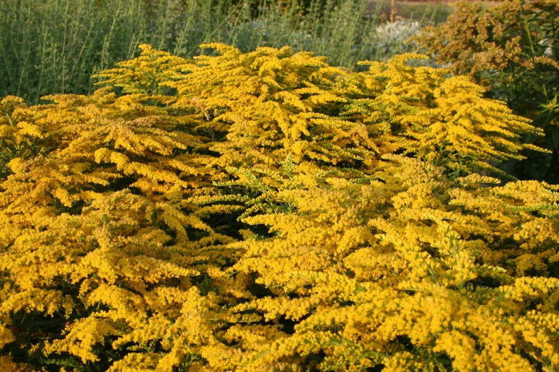 Solidago 'Strahlenkrone' (Goldrute)