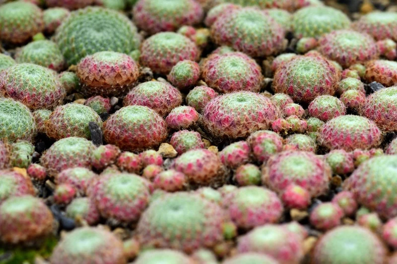 Sempervivum ciliosum 'Borisii' (Bewimperte Kugel-Steinrose)