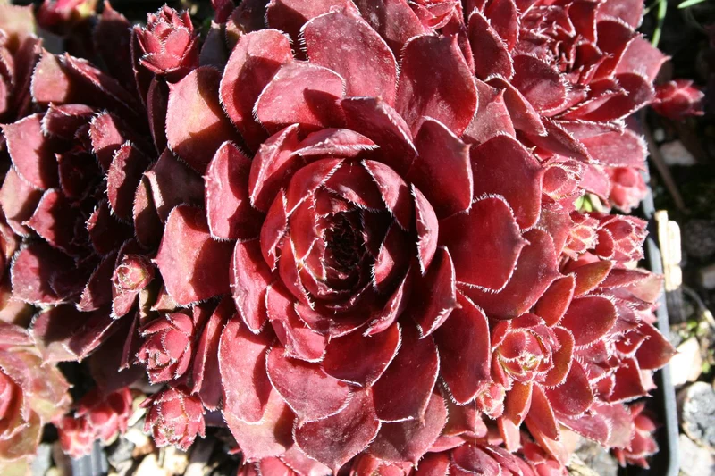 Sempervivum 'Nocturno' (Hauswurz)