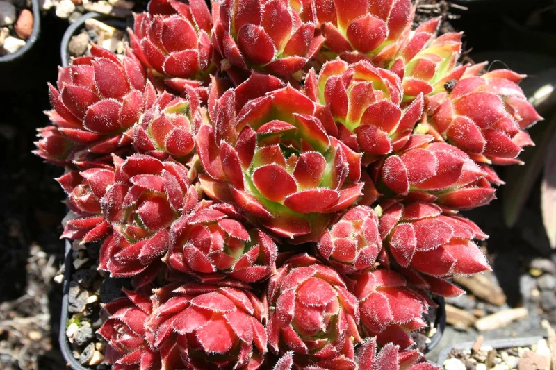 Sempervivum 'More Honey' (Hauswurz)
