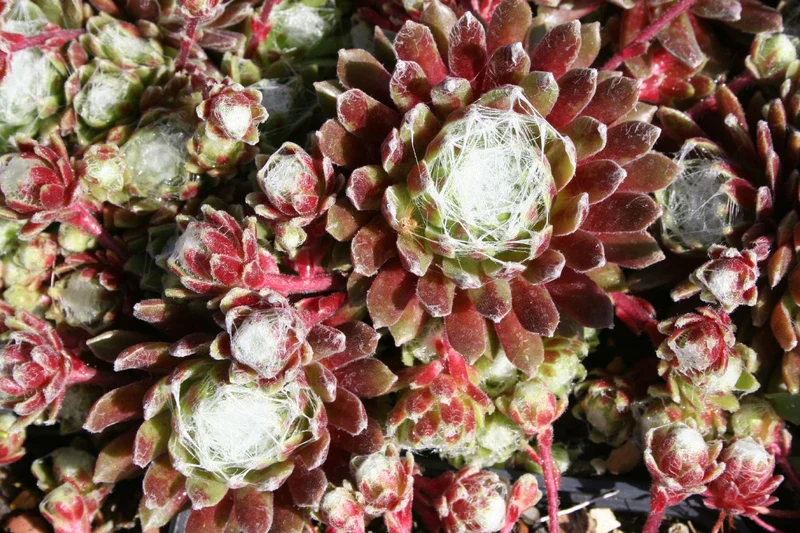 Sempervivum 'Candy Floss' (Hauswurz)