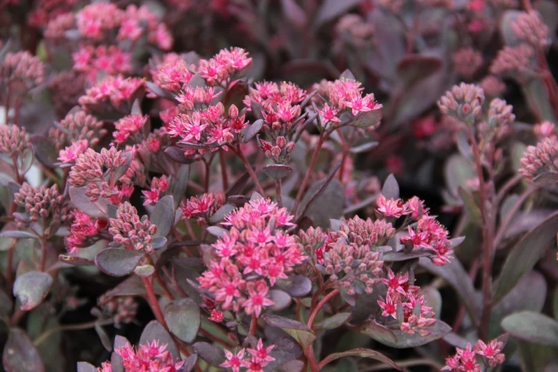 Sedum Sunsparkler ® 'Plum Dazzled' (Polster-Fetthenne)