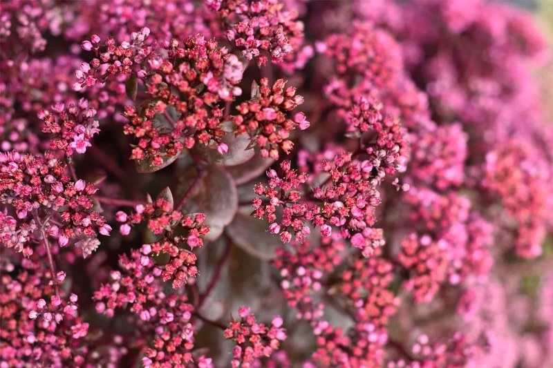 Sedum Sunsparkler ® 'Cherry Tart' (Polster-Fetthenne)