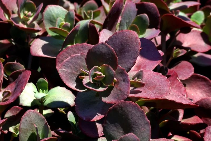 Sedum Sunsparkler ® 'Cherry Tart' (Polster-Fetthenne)