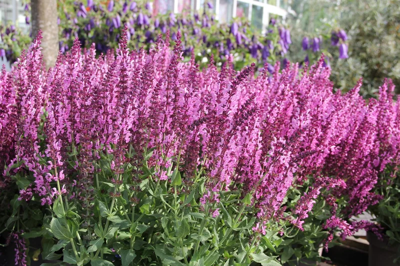 Salvia nemorosa 'Rosakönigin' (Garten-Blüten-Salbei)