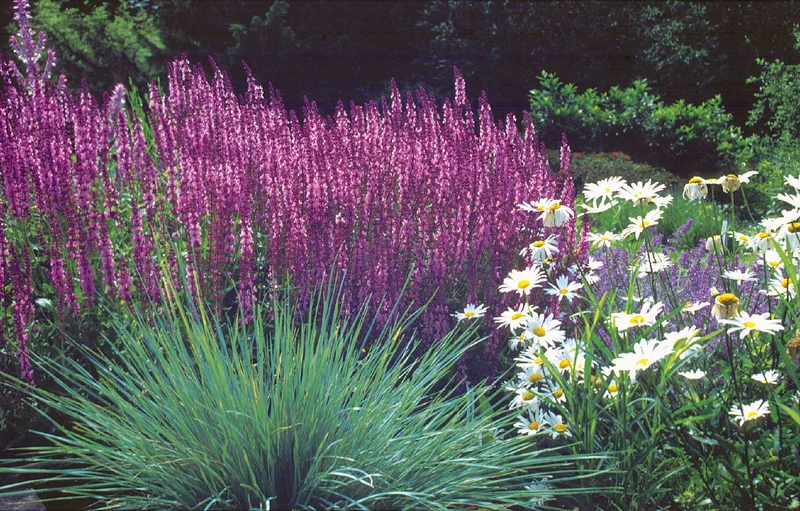 Salvia nemorosa 'Rosakönigin' (Garten-Blüten-Salbei)