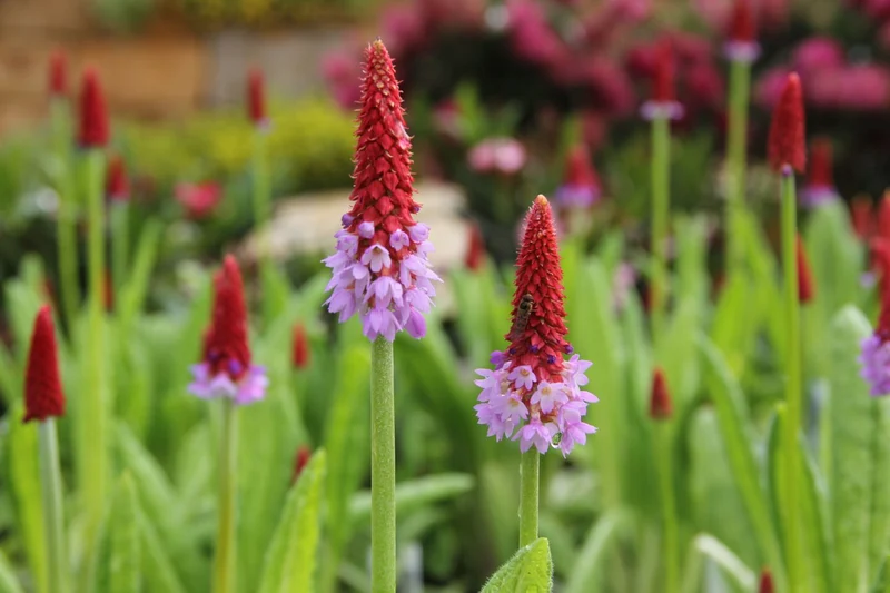 Primula vialii (Orchideen-Schlüsselblume)