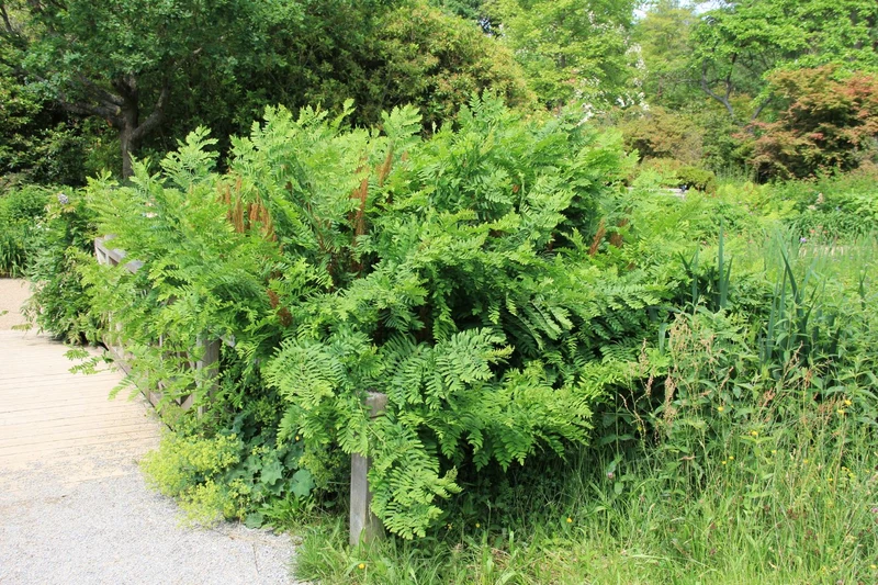 Osmunda regalis (Königsfarn)